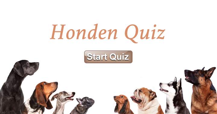 Ben jij een echte honden liefhebber? Dan moet deze quiz een makkie zijn voor jou!